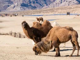 Wielbłądy na pustyni Gobi – przystosowane do surowego klimatu Mongolii – mogą wytrzymać temperatury od -40 do +40 stopni