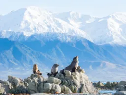 Nowozelandzkie foki futerkowe odpoczywające na skałach w pobliżu wybrzeża Kaikoura Nowozelandzkie foki futerkowe odpoczywające na skałach w pobliżu wybrzeża Kaikoura