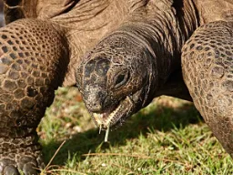 Żółw olbrzymi z Aldabry to drugi co do wielkości gatunek na świecie i może żyć do 150 lat