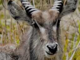 Portret kob śniady Portret kob śniady
