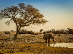 Słoń może wciągnąć ok. 10 litrów wody trąbą naraz Słoń może wciągnąć ok. 10 litrów wody trąbą naraz
