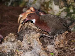 Chruściel białogardły odrodził się po tym, jak był wymarły przez tysiąc lat