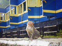 Istnieją 23 gatunki z rodziny koczkodanowatych Istnieją 23 gatunki z rodziny koczkodanowatych