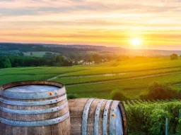 Winnice szampana w Reims