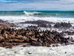 Foki odpoczywają w kolonii Foki odpoczywają w kolonii