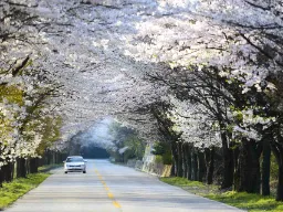 Wiosenny nastrój z kwitnącymi drzewami wiśni w Parku Narodowym Naejangsan