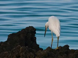 Czapla z Aldabry – rzadki ptak wysp. Ten unikalny gatunek czapli żyje tylko na atolu Aldabra i występuje w odmianie białej i ciemnoszarej