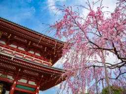 Kwitnące wiśnie przy świątyni Asakusa Kannon Kwitnące wiśnie przy świątyni Asakusa Kannon