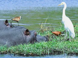 Hipopotam i ptaki czerpią korzyści ze współżycia Hipopotam i ptaki czerpią korzyści ze współżycia