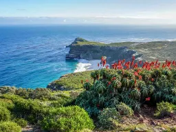Obszar Przylądka Dobrej Nadziei z czerwono kwitnącymi aloesami
