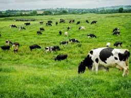 Krowy mleczne na zielonej trawie Krowy mleczne na zielonej trawie