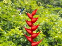 Białosterny koliber szafirowy unosi się przed czerwoną helikonią Białosterny koliber szafirowy unosi się przed czerwoną helikonią