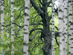 Brzozy w fińskim krajobrazie – jasne pnie i zielone korony jako symbol natury nordyckiej Brzozy w fińskim krajobrazie – jasne pnie i zielone korony jako symbol natury nordyckiej