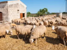 Hodowla owiec przy zabytkowej posiadłości La Granja de Esporles Hodowla owiec przy zabytkowej posiadłości La Granja de Esporles