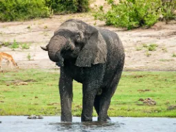 Słoń wypija do 250 litrów wody dziennie Słoń wypija do 250 litrów wody dziennie