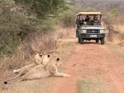 Lwy - i inne zwierzęta - postrzegają jeep jako jeden organizm Lwy - i inne zwierzęta - postrzegają jeep jako jeden organizm