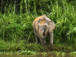Słoń borneański nad rzeką Kinabatangan w Sabahu