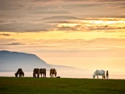 Zielone łąki z pasącymi się końmi nie są rzadkim widokiem Zielone łąki z pasącymi się końmi nie są rzadkim widokiem