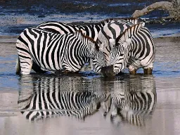 Zebry kąpią się blisko siebie Zebry kąpią się blisko siebie