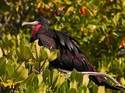 Wielki fregata – potrafi szybować w powietrzu przez kilka dni bez lądowania