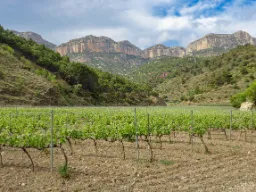 Winnice u podnóża gór Montsant w Prioracie Winnice u podnóża gór Montsant w Prioracie