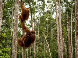 Dorosłe samice orangutanów ważą 30–50 kg. Samce około dwa razy tyle