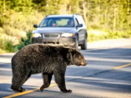 Niedźwiedzie czarne żyją spokojnym życiem w Kanadzie Niedźwiedzie czarne żyją spokojnym życiem w Kanadzie