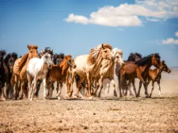 Dziko żyjące konie na pustyni Gobi Dziko żyjące konie na pustyni Gobi