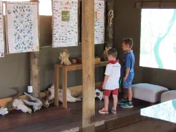 Mała kolekcja czaszek jest badana Mała kolekcja czaszek jest badana