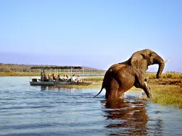 Słoń przy Chobe Safari Lodge w Botswanie Słoń przy Chobe Safari Lodge w Botswanie