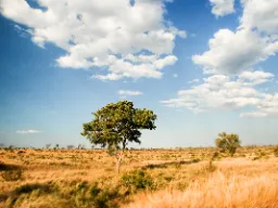 Ciesz się afrykańską sawanną Ciesz się afrykańską sawanną