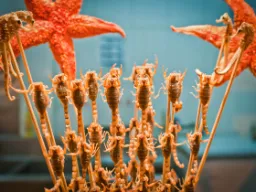 Skorpiony i rozgwiazdy na patykach – chińskie jedzenie uliczne