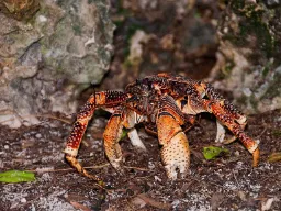 Krab kokosowy – olbrzym wysp – największy krab lądowy na świecie potrafi otworzyć nawet najtwardsze kokosy