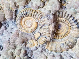 Skamieniałości amonitów w Lyme Regis, Dorset – ślady z epoki dinozaurów na słynnym Jurassic Coast Skamieniałości amonitów w Lyme Regis, Dorset – ślady z epoki dinozaurów na słynnym Jurassic Coast