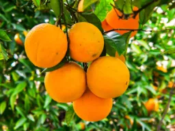 Dużo okazji do spróbowania wszystkiego dobrego z pomarańczy Dużo okazji do spróbowania wszystkiego dobrego z pomarańczy