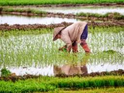 Kobieta zbiera ryż Kobieta zbiera ryż