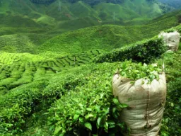 Plantacje herbaty w Darjeelingu Plantacje herbaty w Darjeelingu