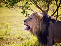 Ryk lwa w Entabeni Ryk lwa w Entabeni