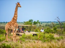 Żyrafa może osiągnąć 6 m wysokości – jej cielęta mają około 1,8 m przy urodzeniu Żyrafa może osiągnąć 6 m wysokości – jej cielęta mają około 1,8 m przy urodzeniu