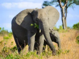Uszy słonia mogą mieć do 1,5 metra długości i pomagają regulować temperaturę ciała Uszy słonia mogą mieć do 1,5 metra długości i pomagają regulować temperaturę ciała