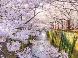 Drzewa wiśniowe stoją w rzędzie Drzewa wiśniowe stoją w rzędzie