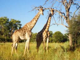 Żyrafy są najwyższymi zwierzętami na świecie i osiągają 5,5–6 metrów Żyrafy są najwyższymi zwierzętami na świecie i osiągają 5,5–6 metrów