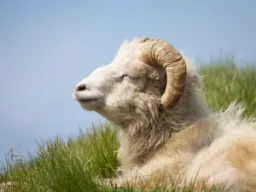 Hodowla owiec była główną gałęzią gospodarki na Wyspach Owczych do XIX wieku Hodowla owiec była główną gałęzią gospodarki na Wyspach Owczych do XIX wieku