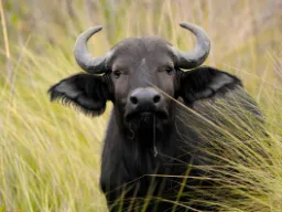 Bawół jest jednym z Wielkiej Piątki Bawół jest jednym z Wielkiej Piątki