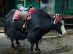 Jak gotowy do jazdy bez troski o dobro zwierząt Jak gotowy do jazdy bez troski o dobro zwierząt