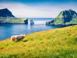 Poza miastami owce mają prawo swobodnie poruszać się po drogach Poza miastami owce mają prawo swobodnie poruszać się po drogach