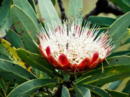 Narodowy kwiat RPA – protea