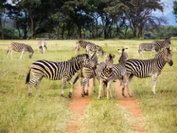 Zebry żyją w stadach - często razem z gnu Zebry żyją w stadach - często razem z gnu