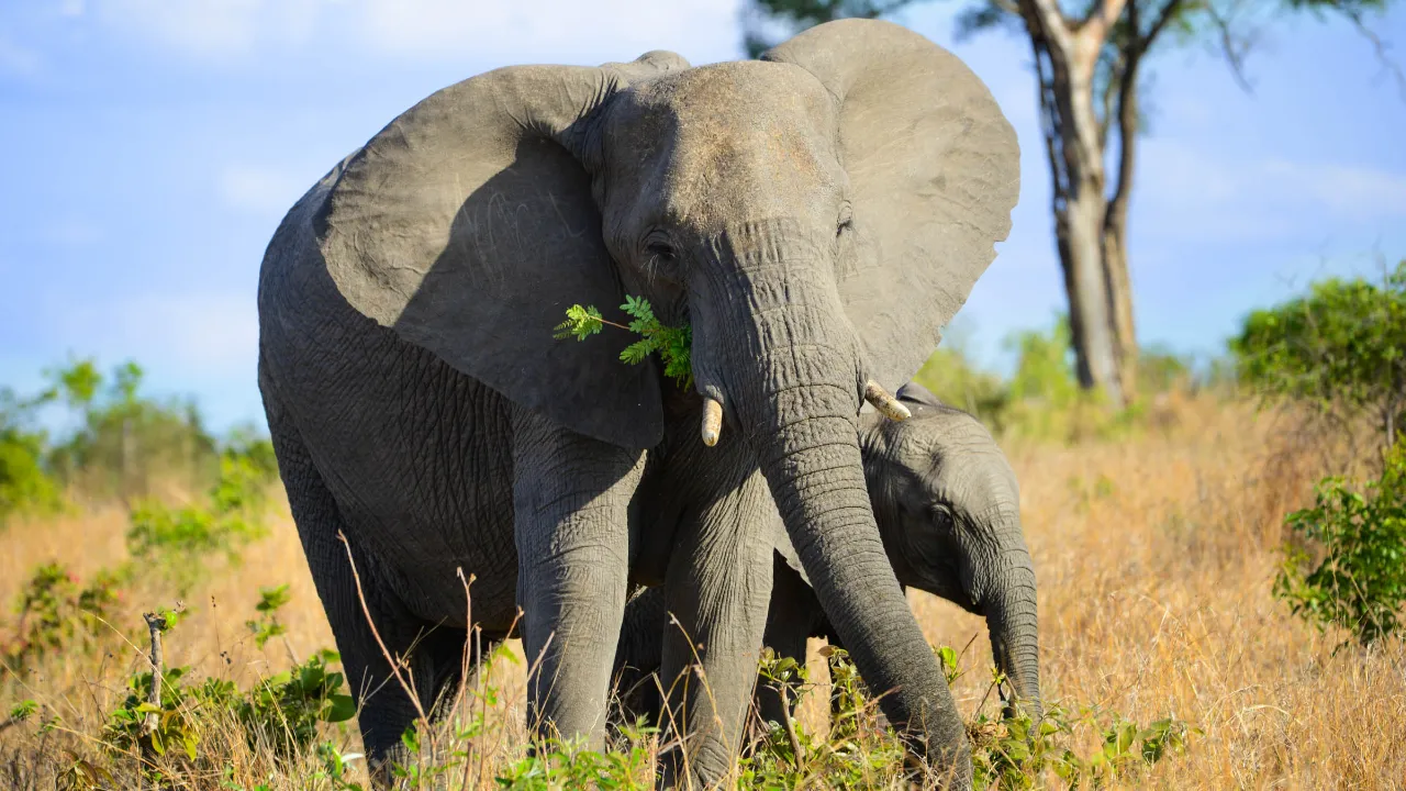 Elefantens ører kan blive op til 1,5 meter lange og hjælper med at regulere kropstemperaturen Elefantens ører kan blive op til 1,5 meter lange og hjælper med at regulere kropstemperaturen