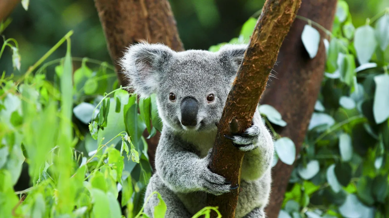 Koala to nadrzewny torbacz, który głównie żywi się liśćmi eukaliptusa